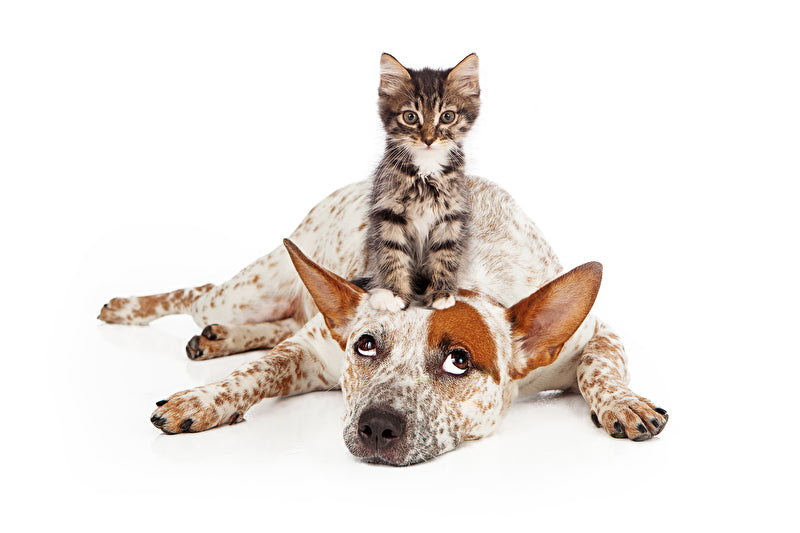 Junge Katze sitzt auf jungen Hund