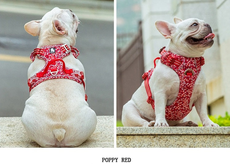Mops im Brustgeschirr der Farbe Poppy Red..